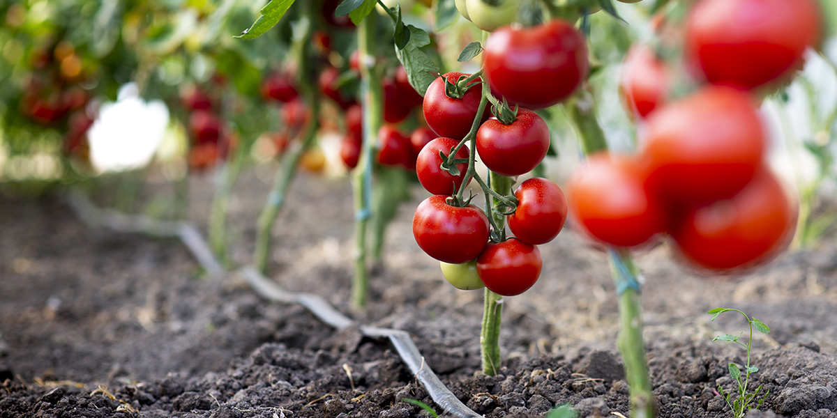 How to improve compost quality